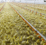 На Южном Урале птицефабрика полгода работала с нарушениями - Миасский рабочий