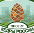 Жители Челябинской области могут поучаствовать в высадке кедров - Миасский рабочий