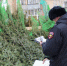 Более сотни ёлок в Миассе пытались провезти и продать незаконно - NewsMiass.ru